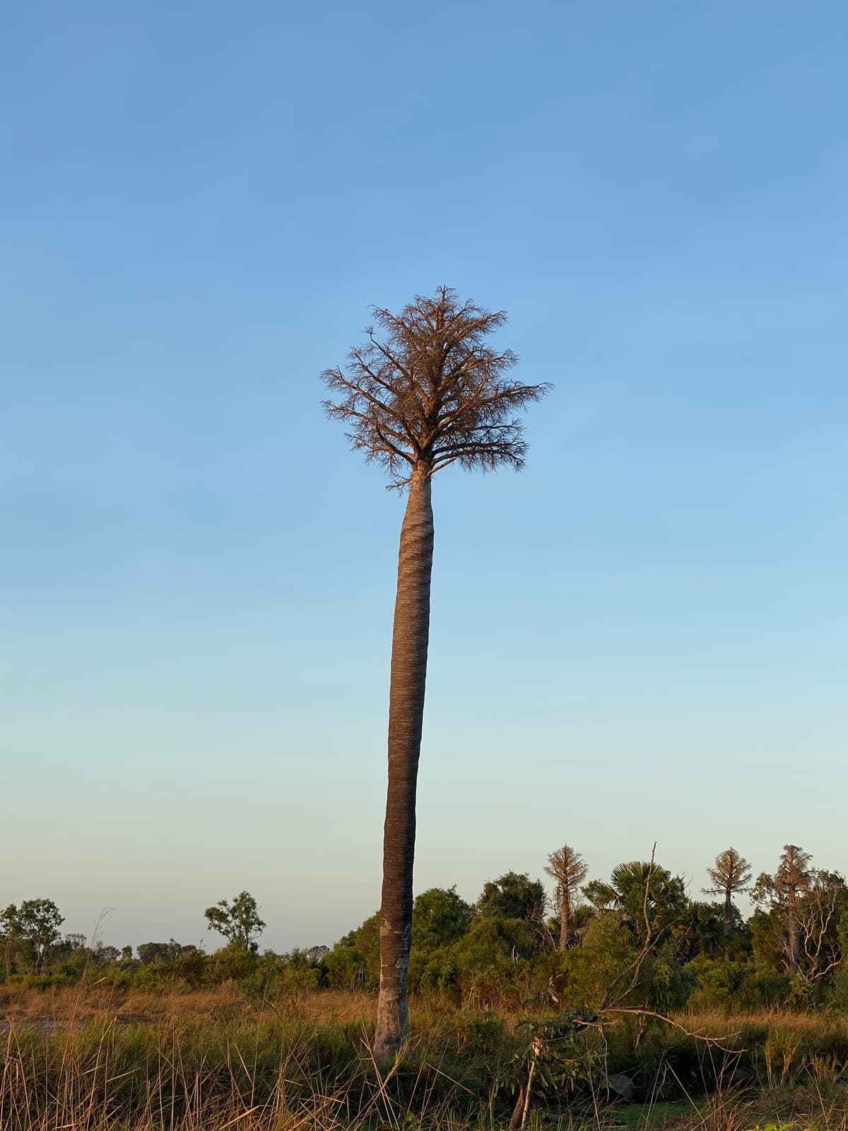 Botanical specimen of Corypha Utan.