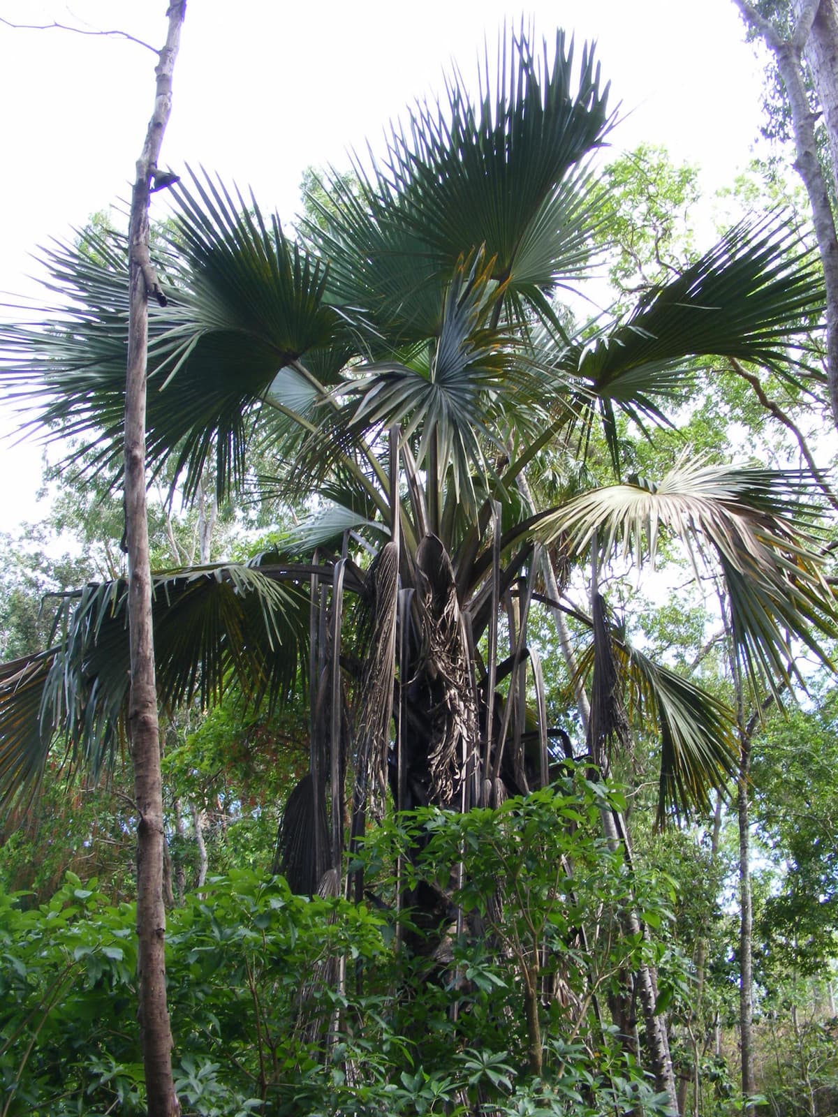 Botanical specimen of Corypha Utan.