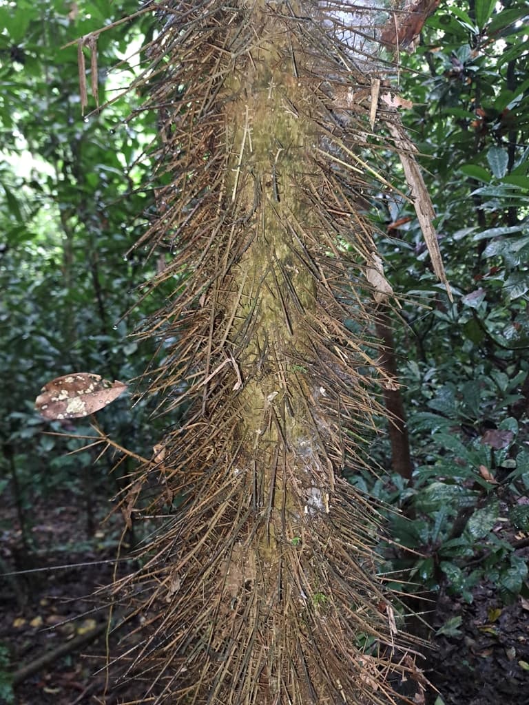 Botanical specimen of Cryosophila Guagara.