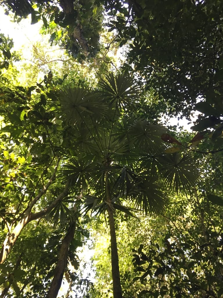Botanical specimen of Cryosophila Guagara.