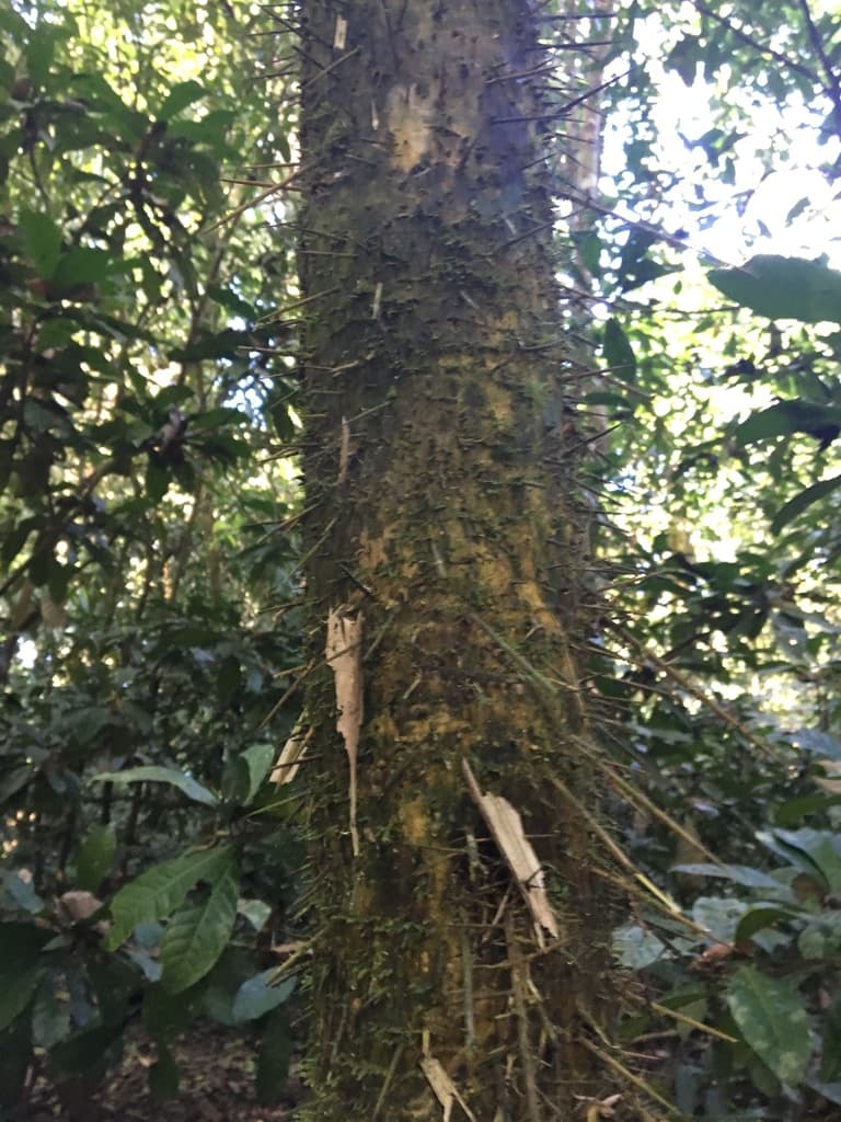 Botanical specimen of Cryosophila Guagara.