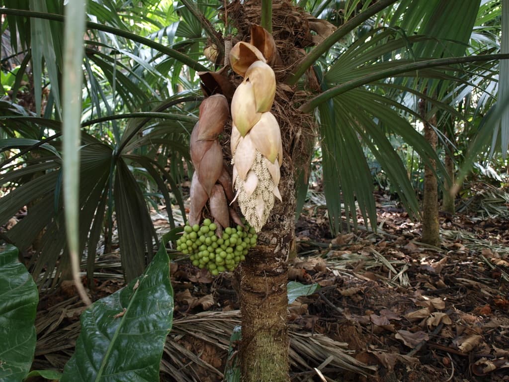 Botanical specimen of Cryosophila Kalbreyeri.