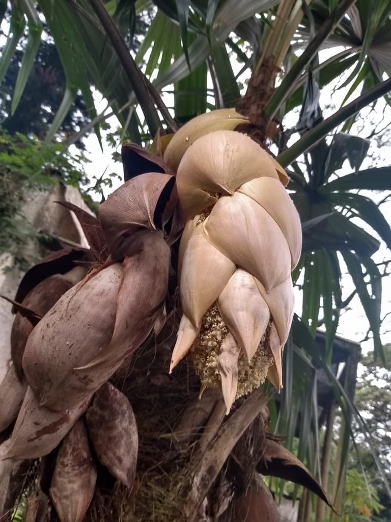 Botanical specimen of Cryosophila Kalbreyeri.