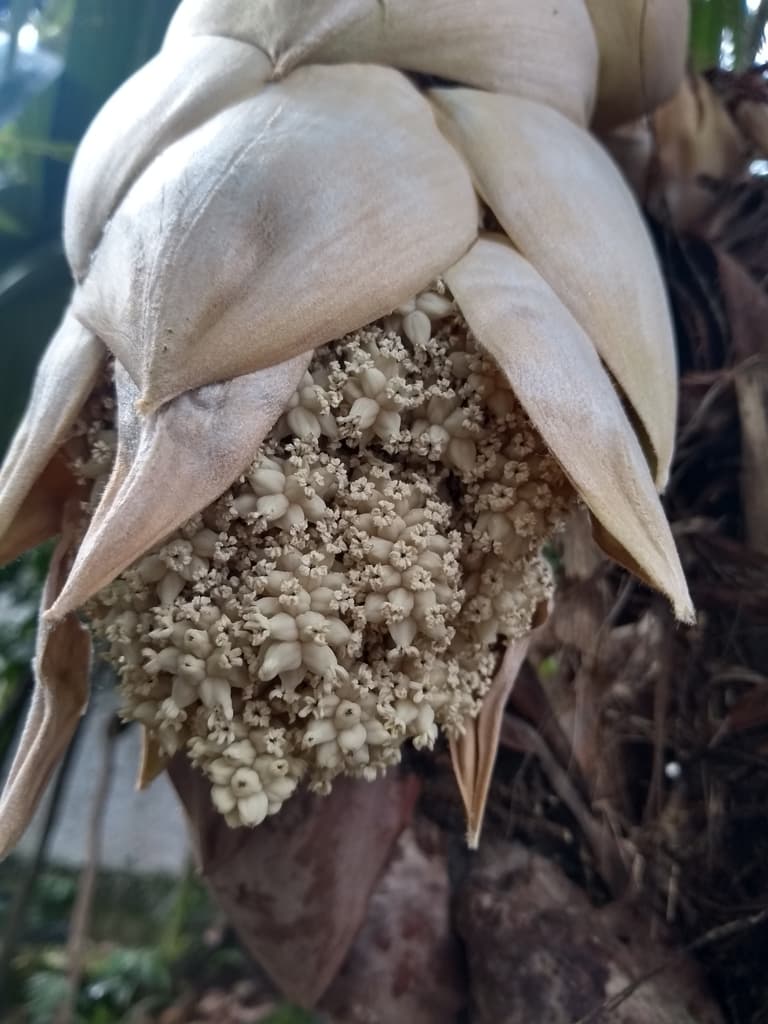 Botanical specimen of Cryosophila Kalbreyeri.