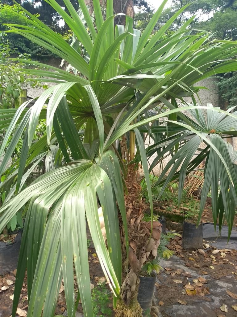Botanical specimen of Cryosophila Kalbreyeri.