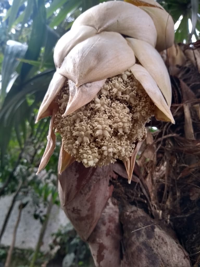 Botanical specimen of Cryosophila Kalbreyeri.