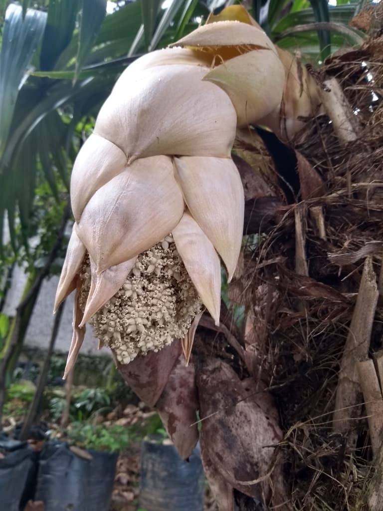 Botanical specimen of Cryosophila Kalbreyeri.