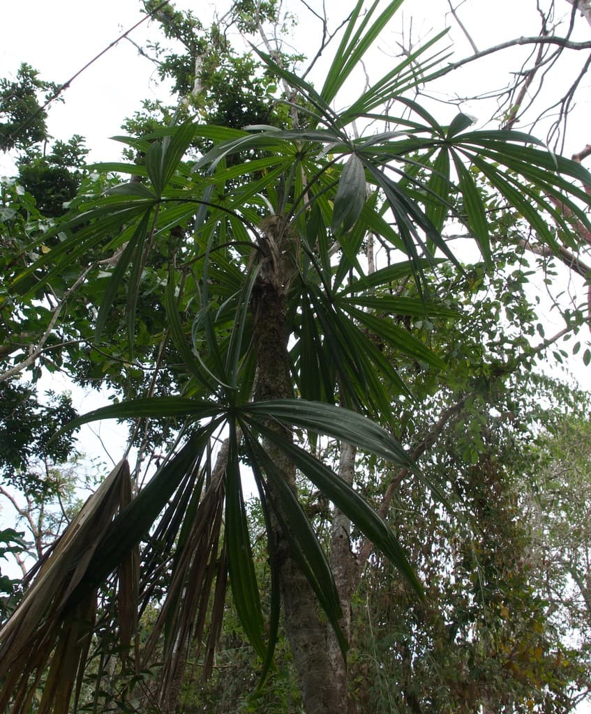 Botanical specimen of Cryosophila Nana.