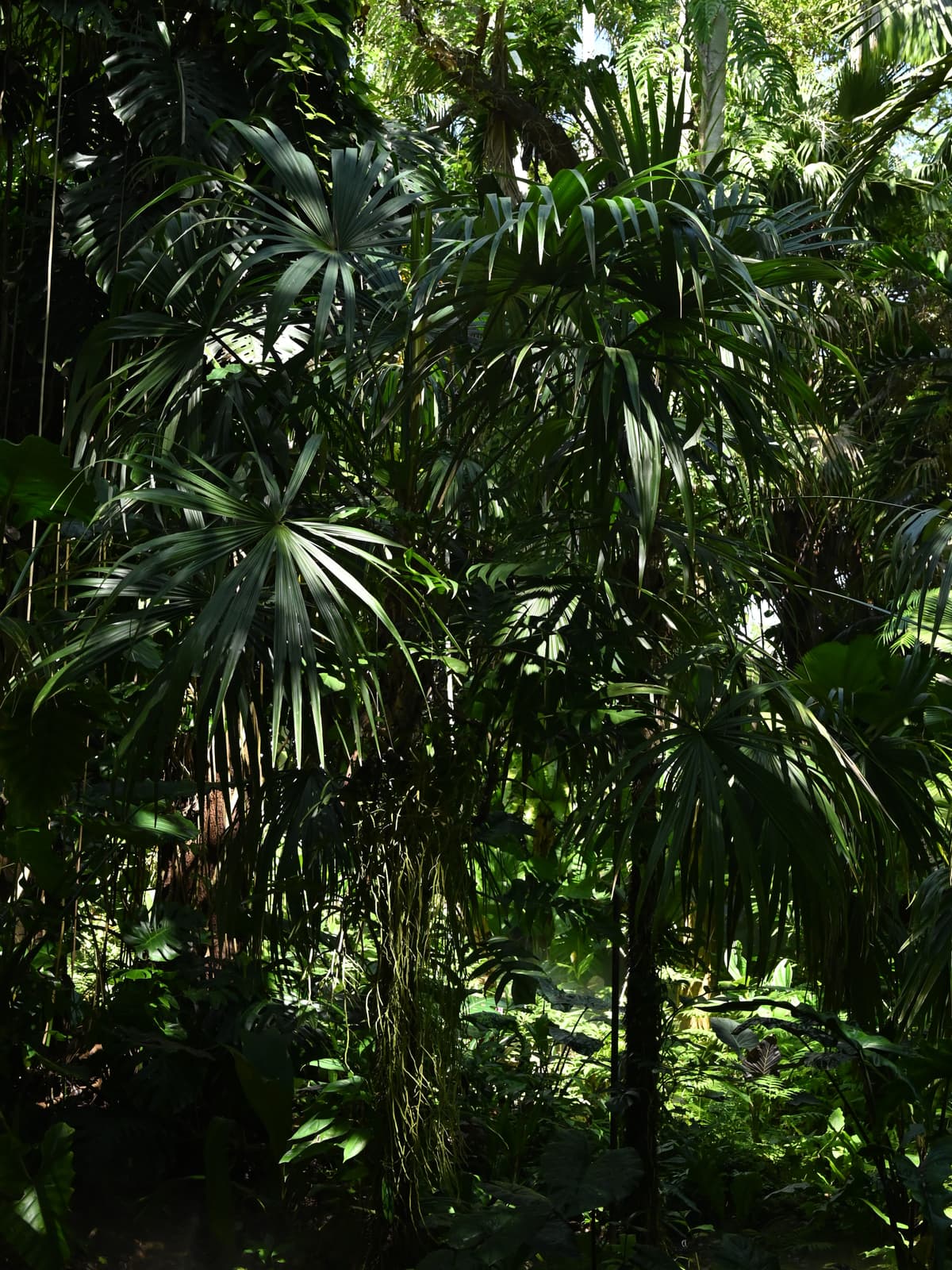 Botanical specimen of Cryosophila Stauracantha.