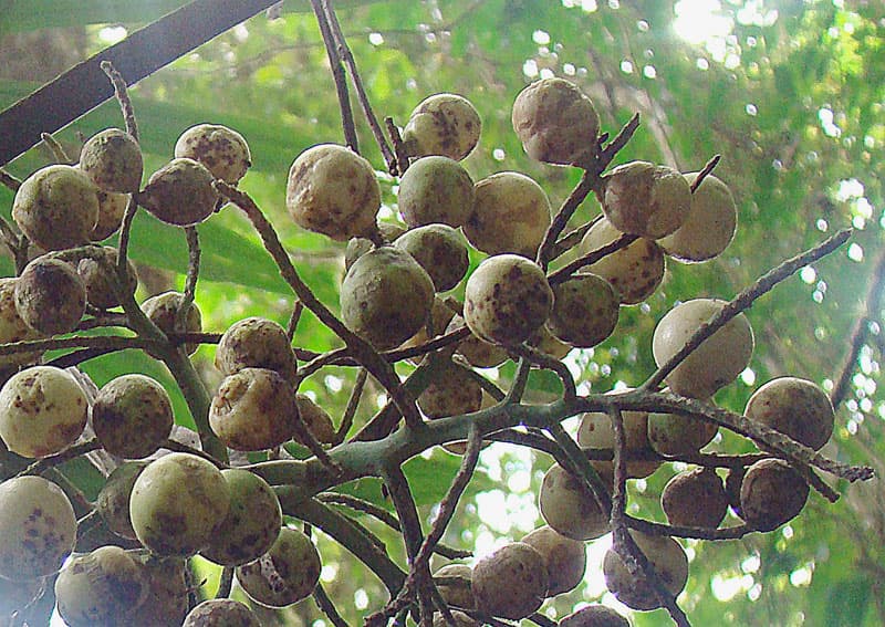 Botanical specimen of Cryosophila Warscewiczii.