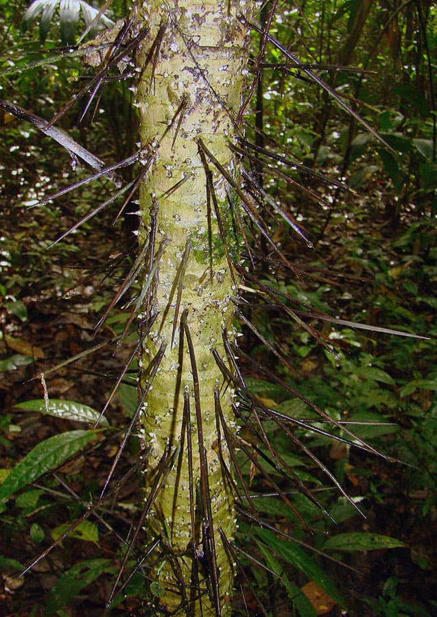 Botanical specimen of Cryosophila Warscewiczii.