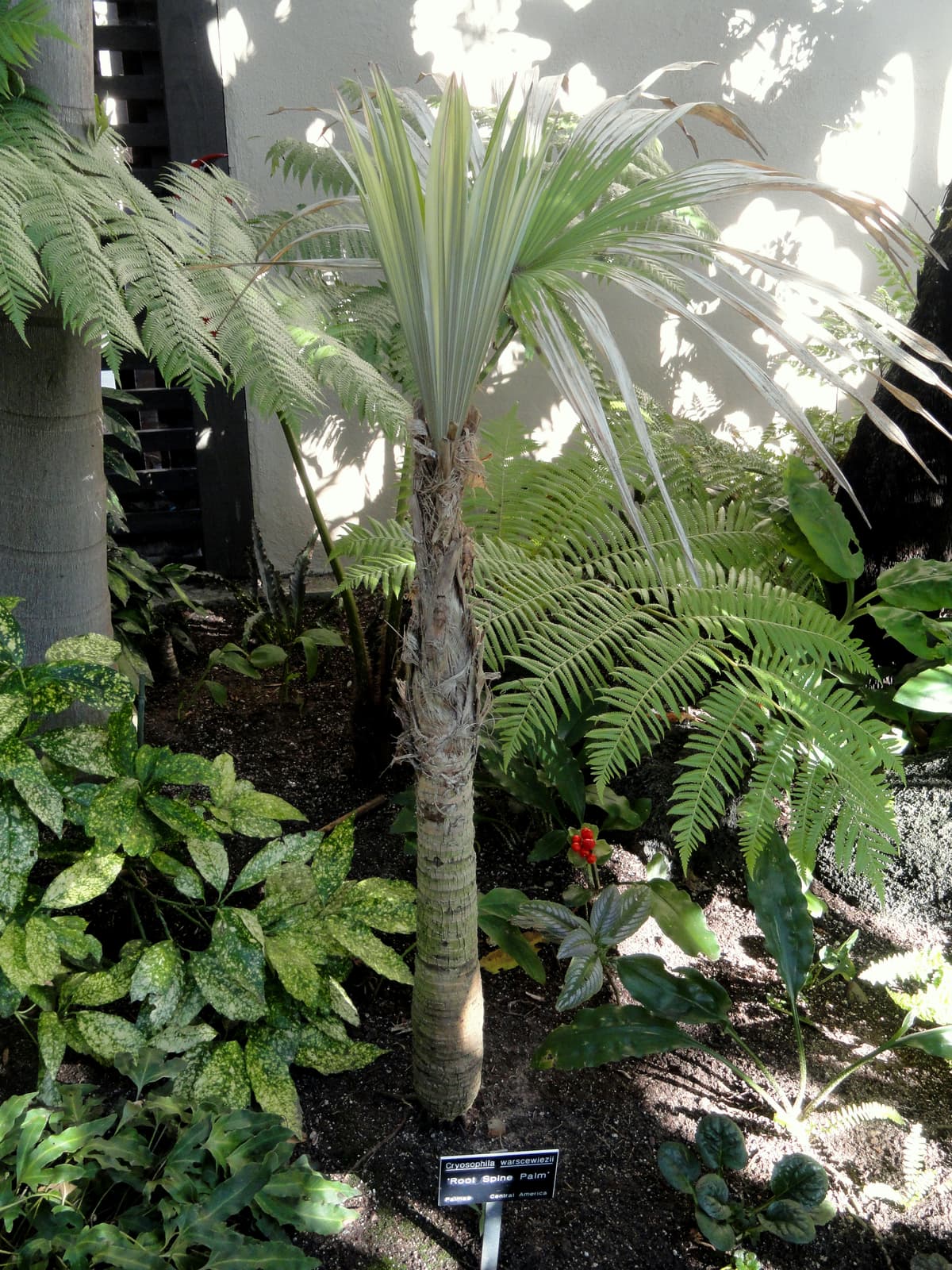 Botanical specimen of Cryosophila Warscewiczii.