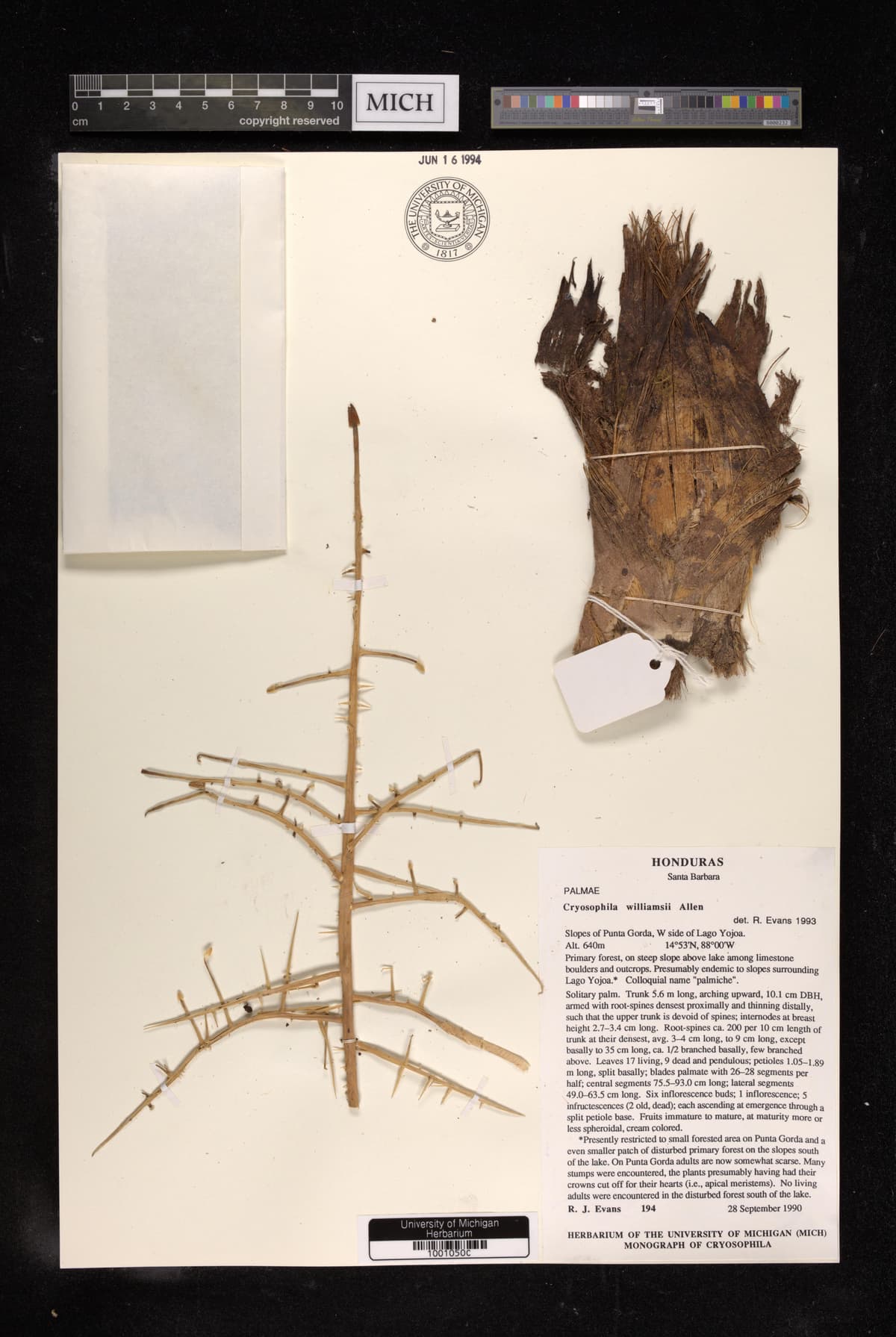 Botanical specimen of Cryosophila Williamsii.