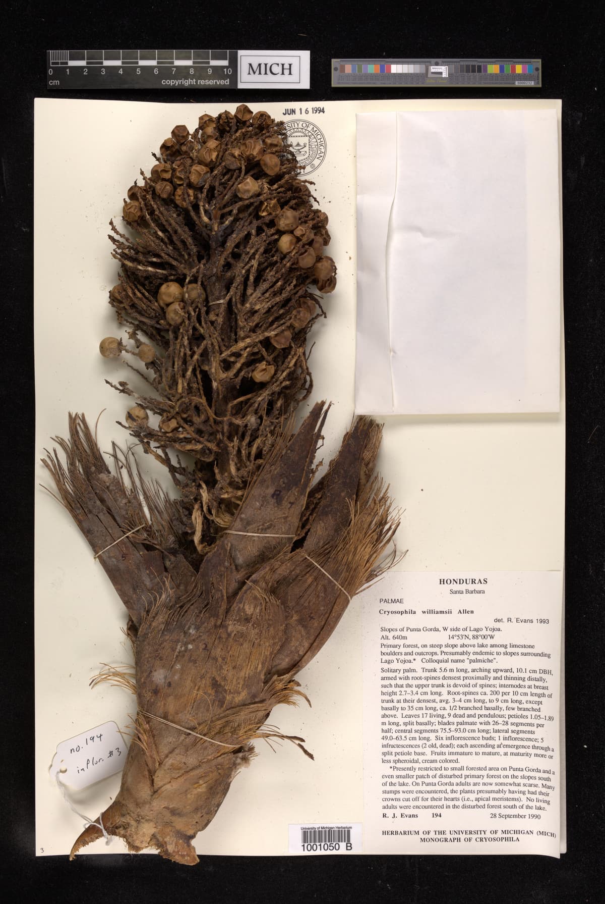 Botanical specimen of Cryosophila Williamsii.