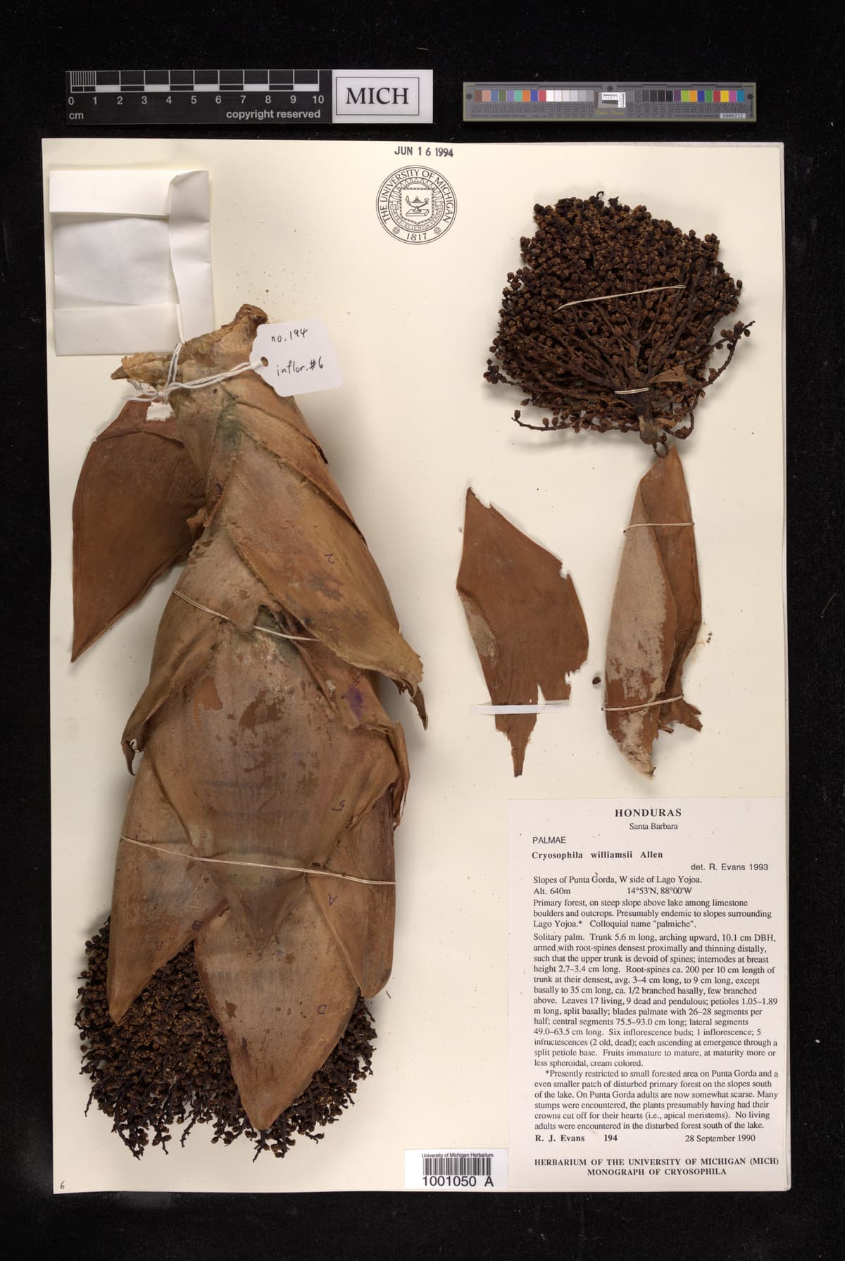 Botanical specimen of Cryosophila Williamsii.