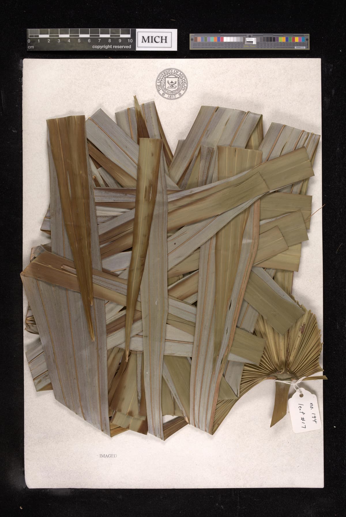 Botanical specimen of Cryosophila Williamsii.