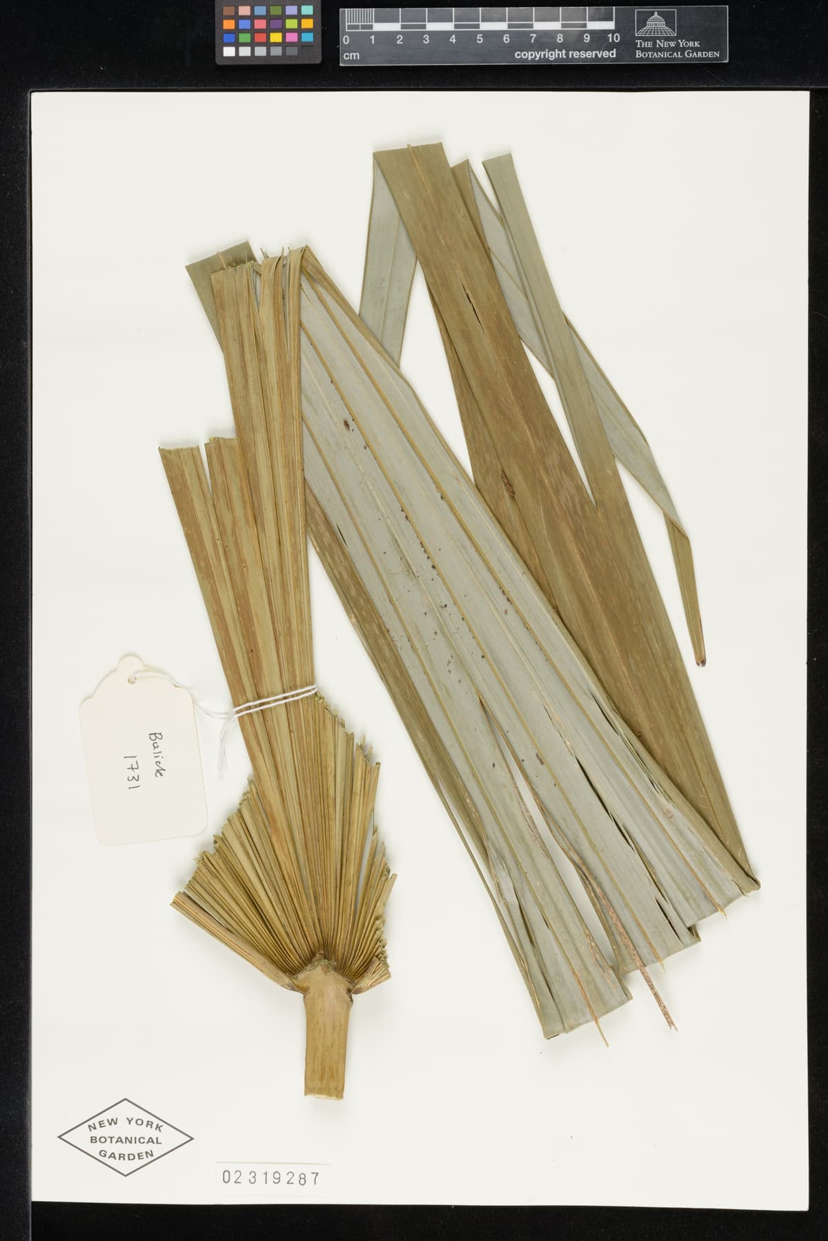 Botanical specimen of Cryosophila Williamsii.