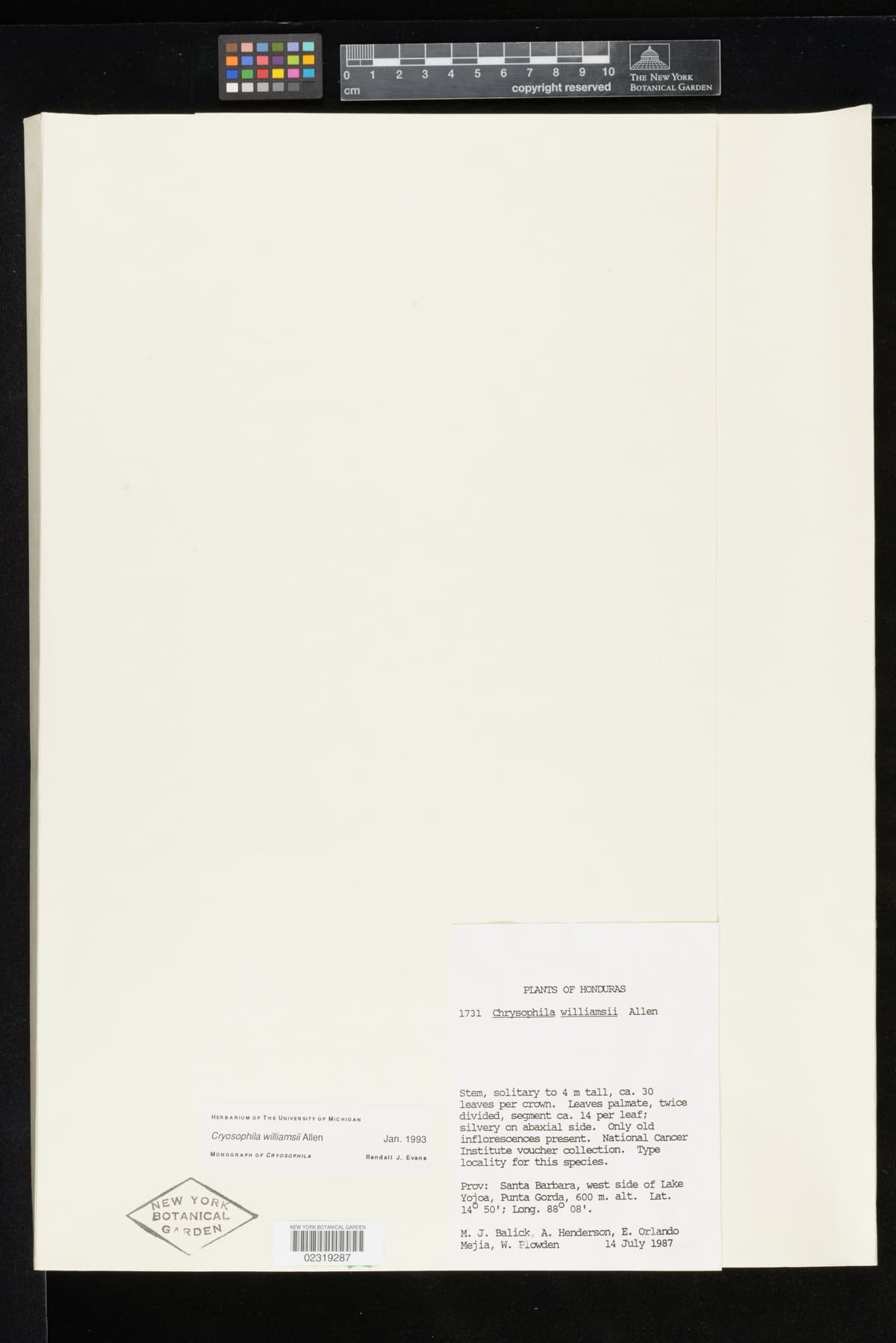 Botanical specimen of Cryosophila Williamsii.