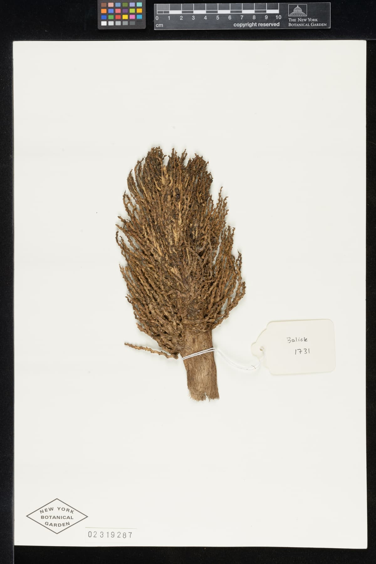 Botanical specimen of Cryosophila Williamsii.