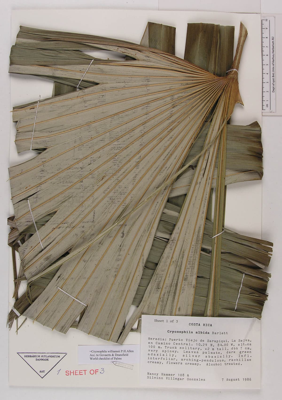 Botanical specimen of Cryosophila Williamsii.