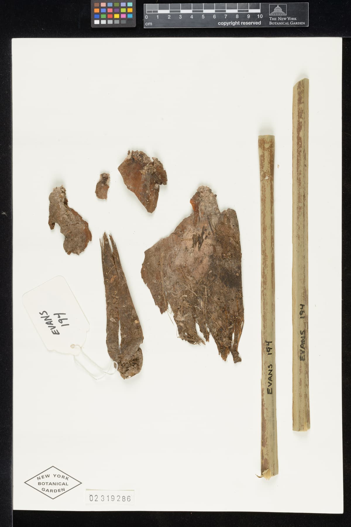 Botanical specimen of Cryosophila Williamsii.