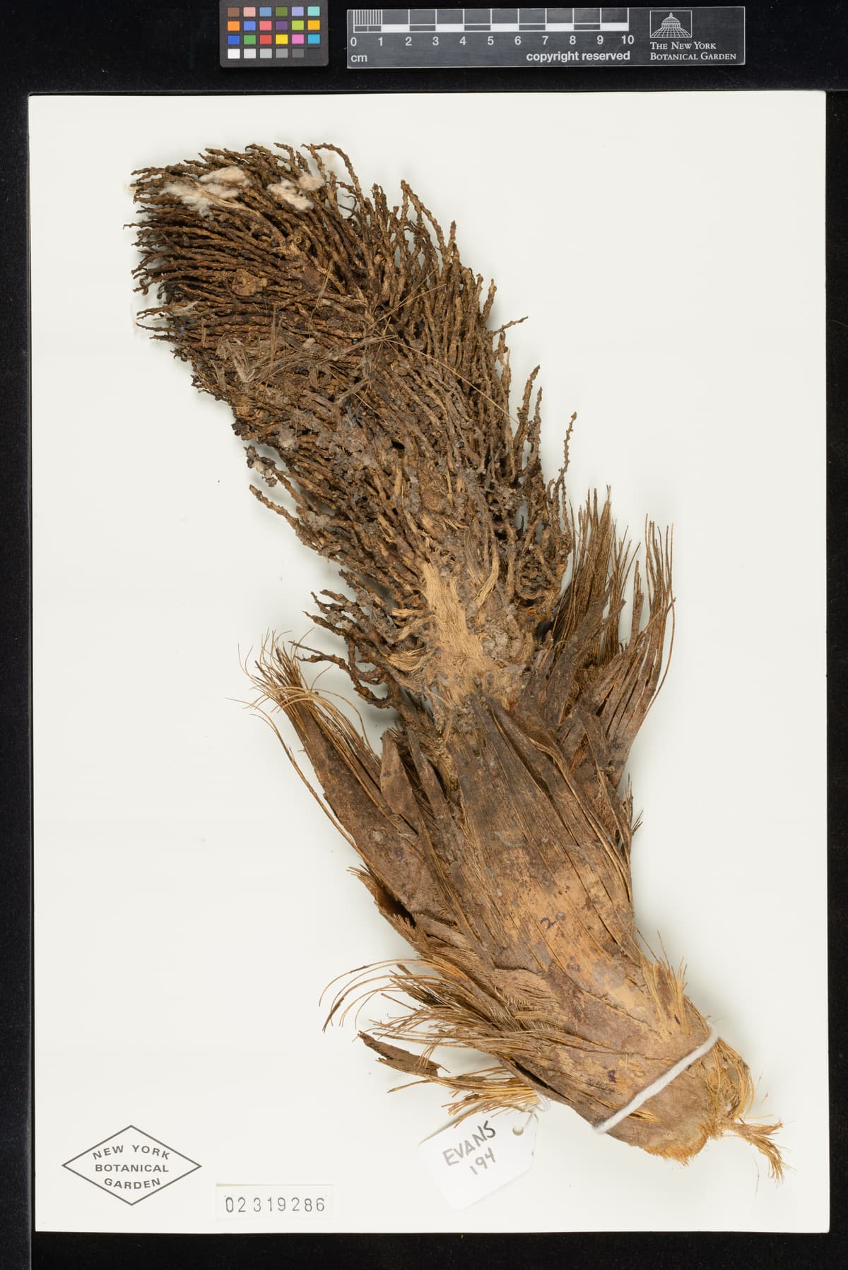 Botanical specimen of Cryosophila Williamsii.