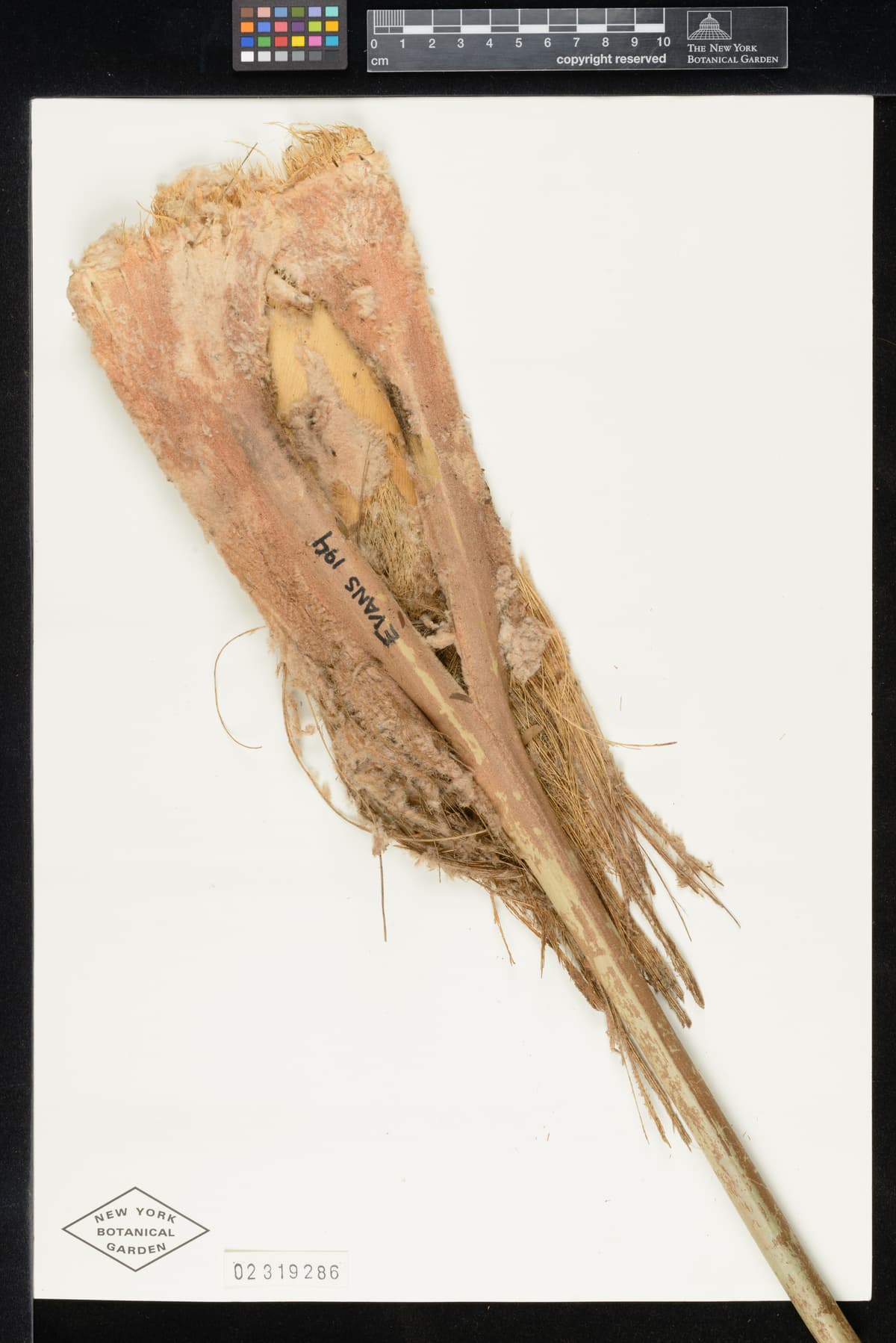 Botanical specimen of Cryosophila Williamsii.
