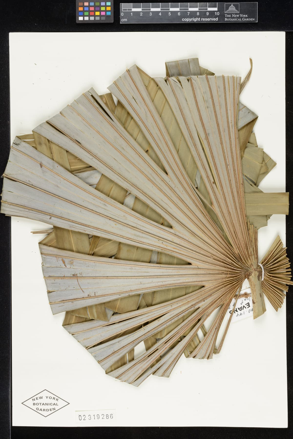Botanical specimen of Cryosophila Williamsii.