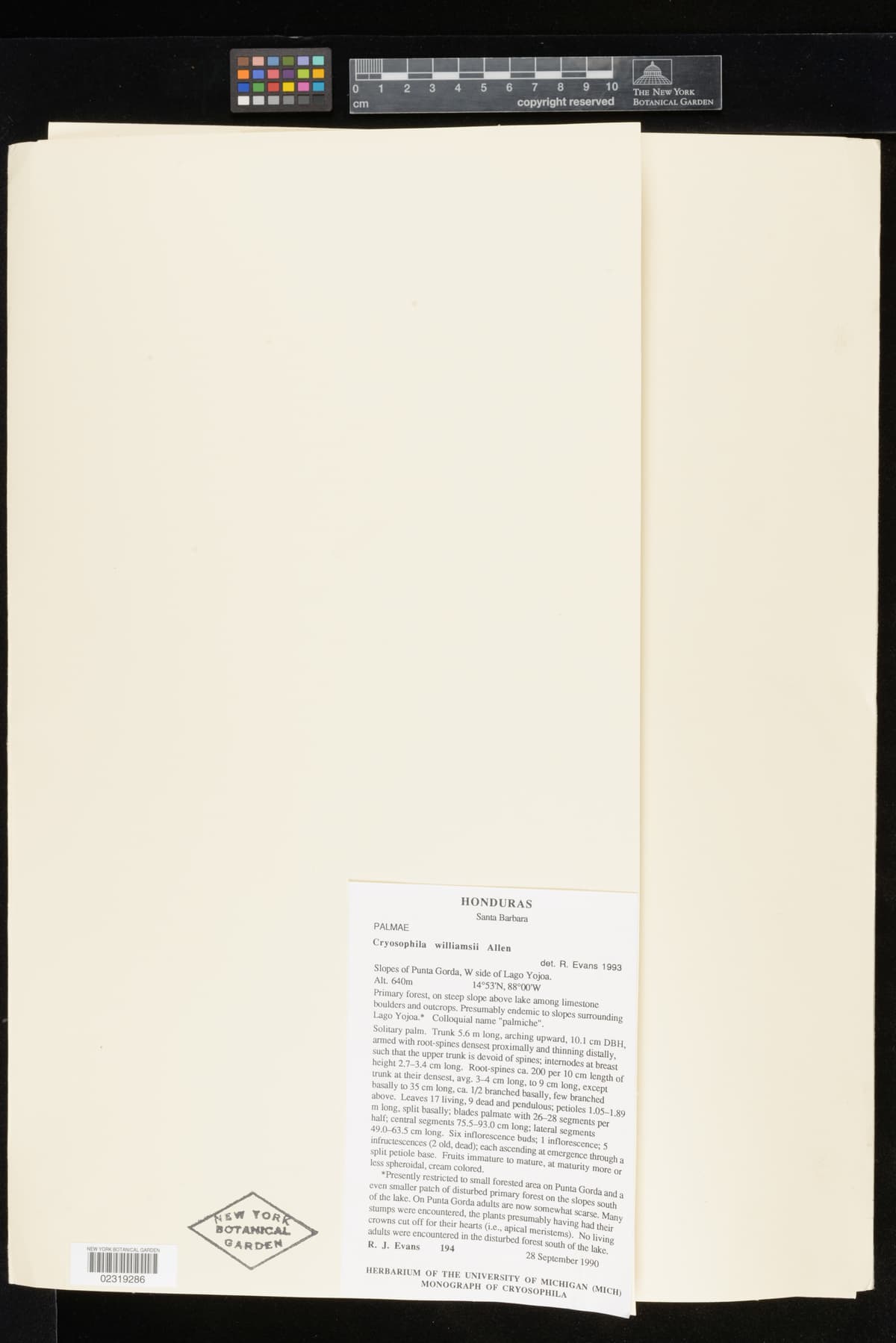 Botanical specimen of Cryosophila Williamsii.