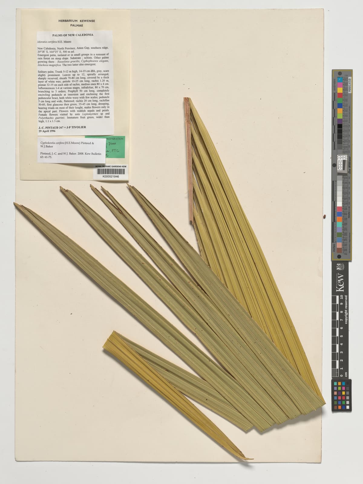 Botanical specimen of Cyphokentia Cerifera.