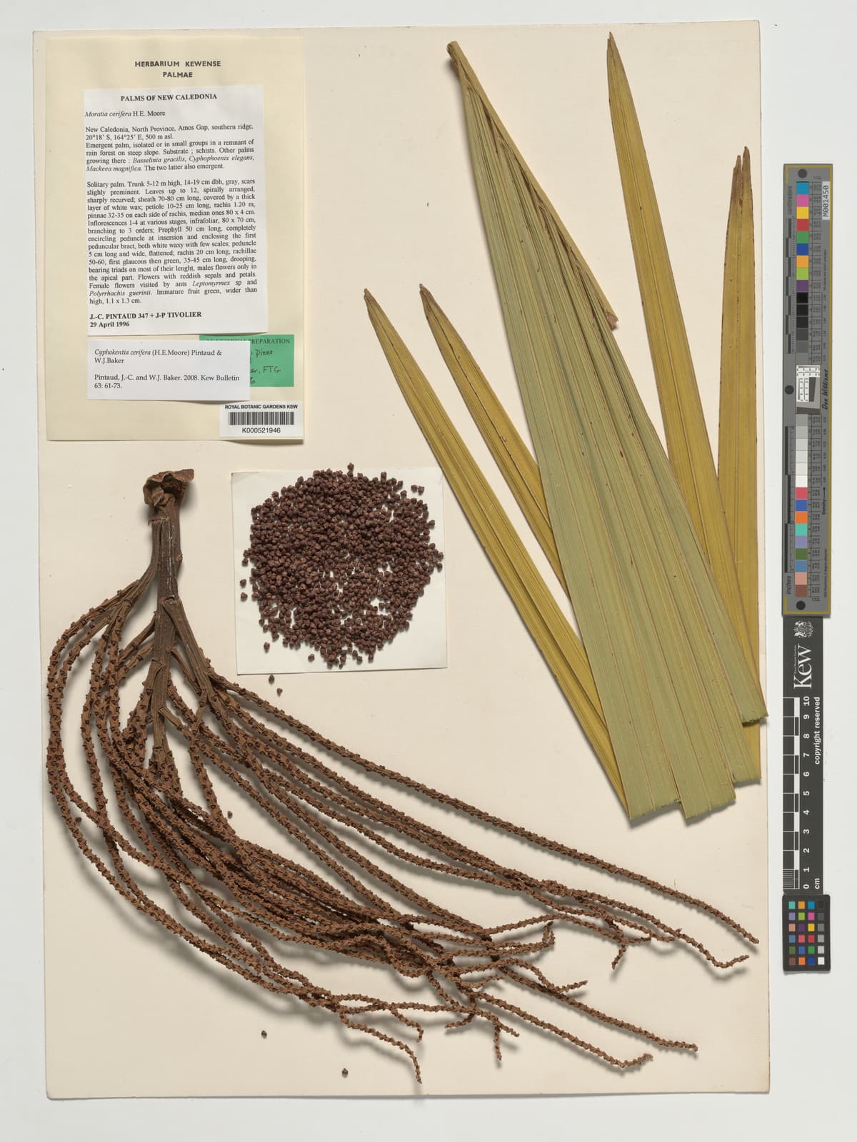 Botanical specimen of Cyphokentia Cerifera.