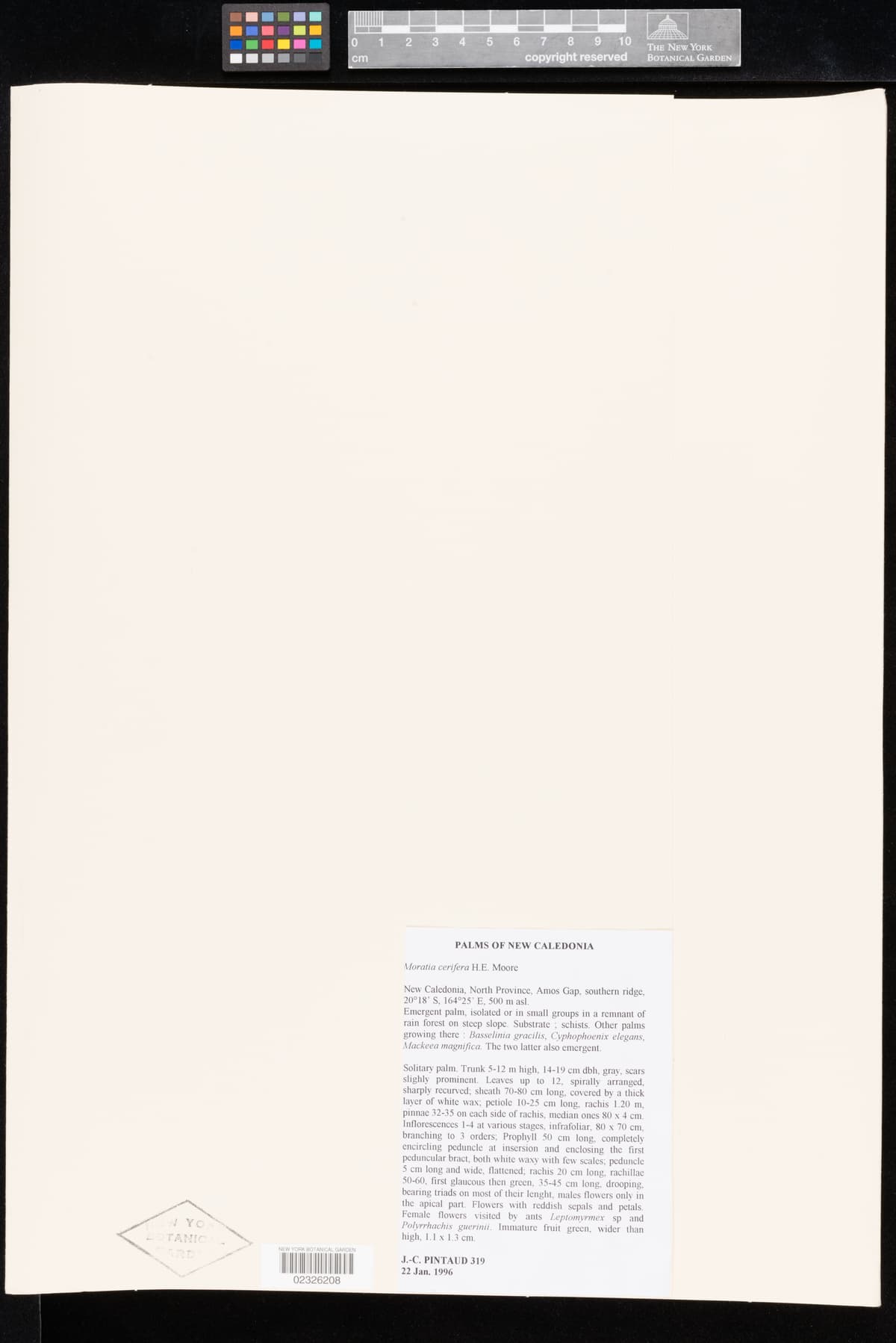 Botanical specimen of Cyphokentia Cerifera.
