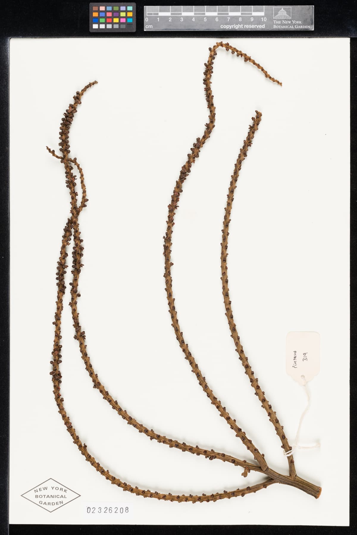 Botanical specimen of Cyphokentia Cerifera.