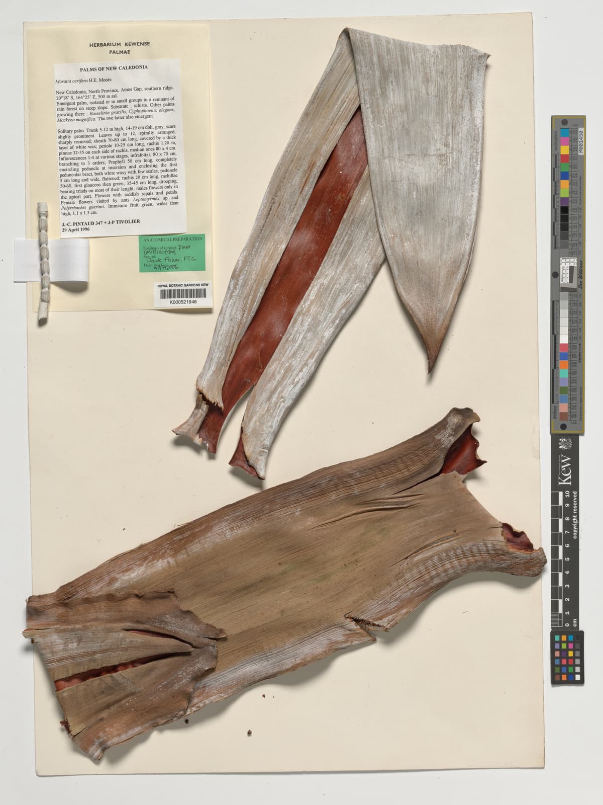 Botanical specimen of Cyphokentia Cerifera.