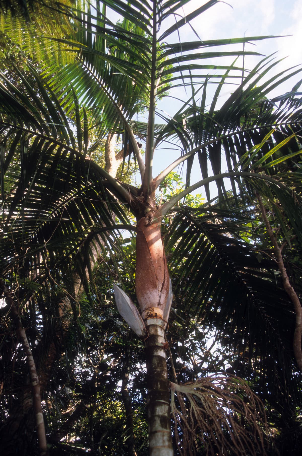 Botanical specimen of Cyphophoenix Alba.
