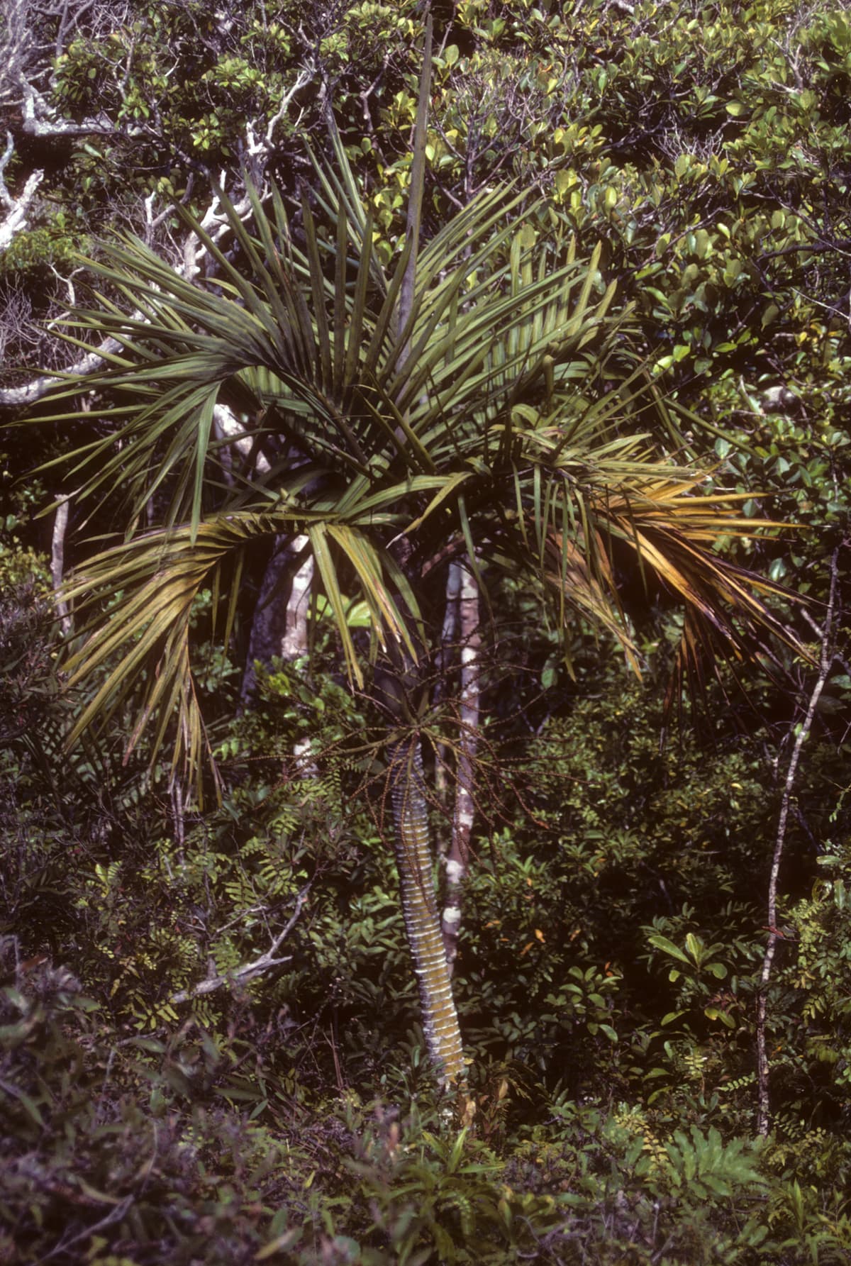Botanical specimen of Cyphophoenix Elegans.