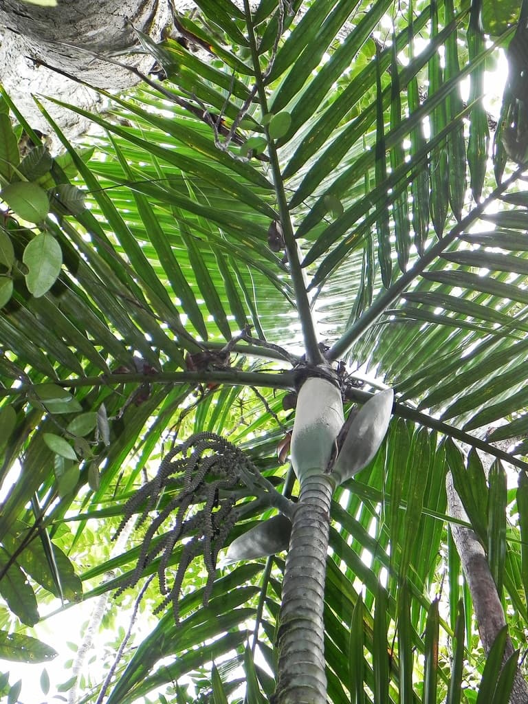 Botanical specimen of Cyphophoenix Fulcita.