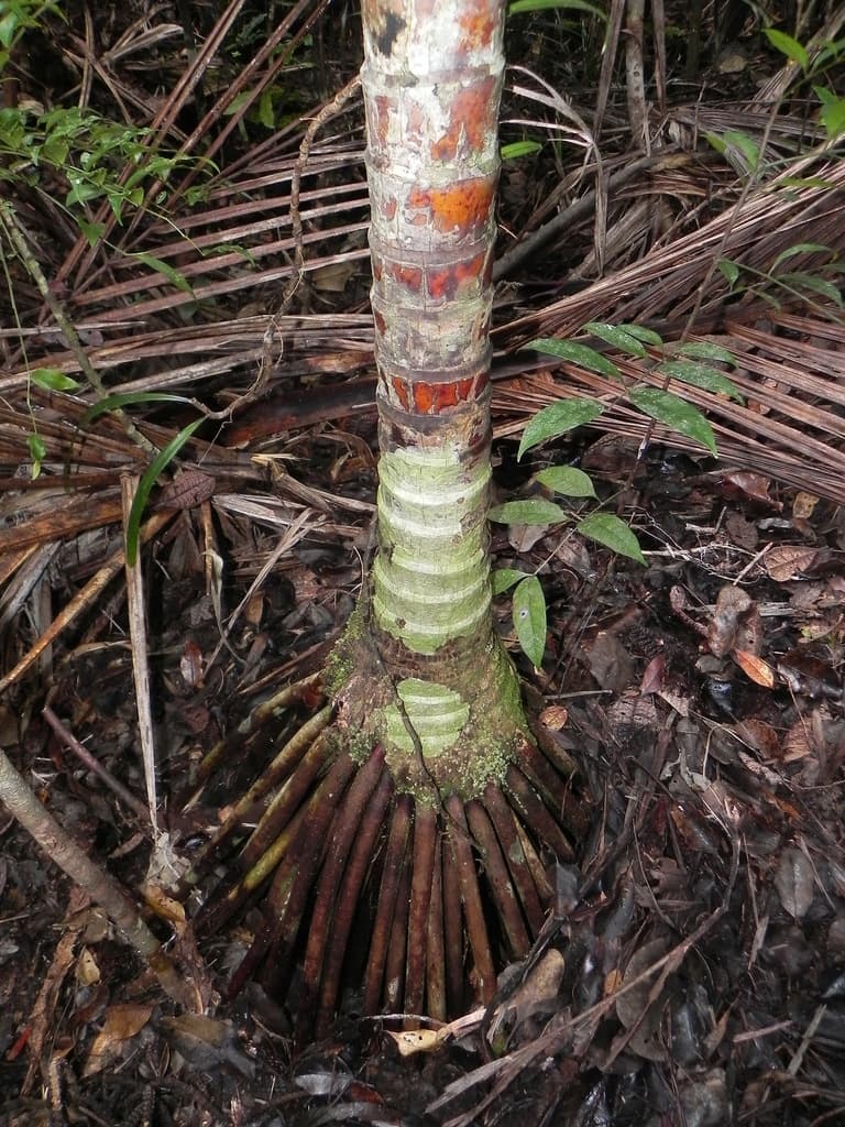 Botanical specimen of Cyphophoenix Fulcita.