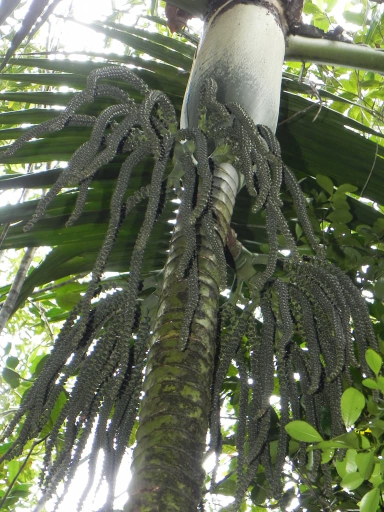 Botanical specimen of Cyphophoenix Fulcita.