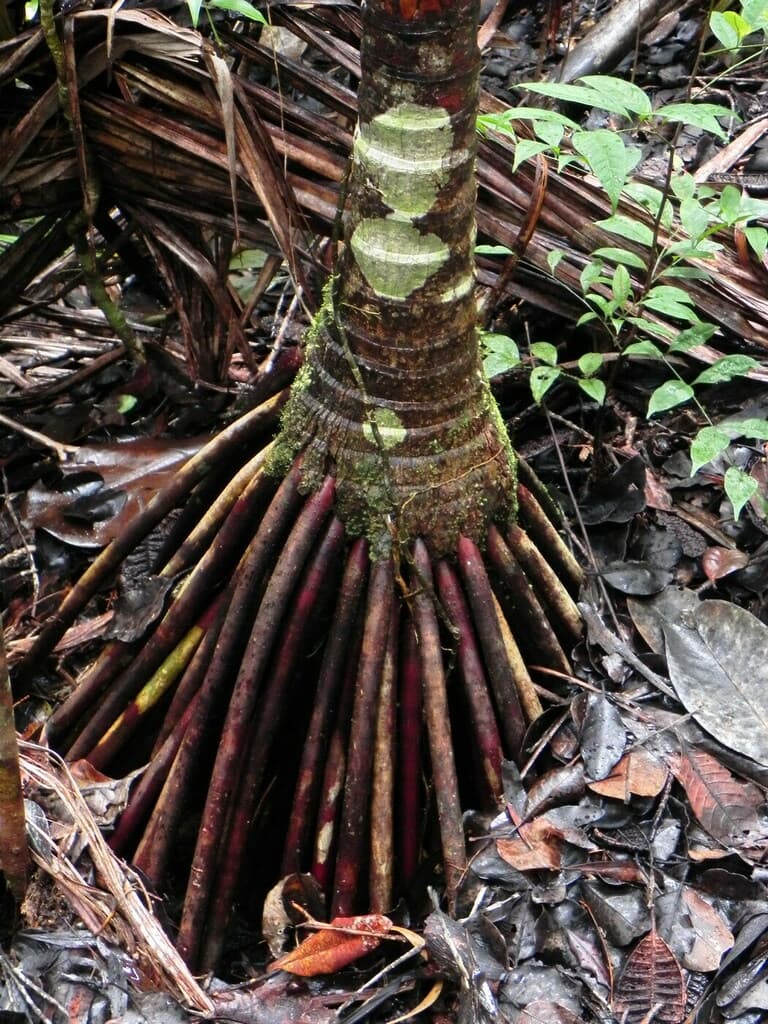 Botanical specimen of Cyphophoenix Fulcita.