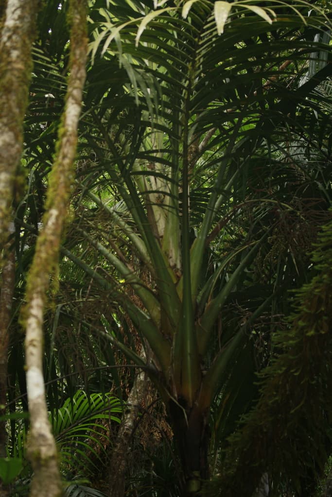 Botanical specimen of Cyphosperma Balansae.