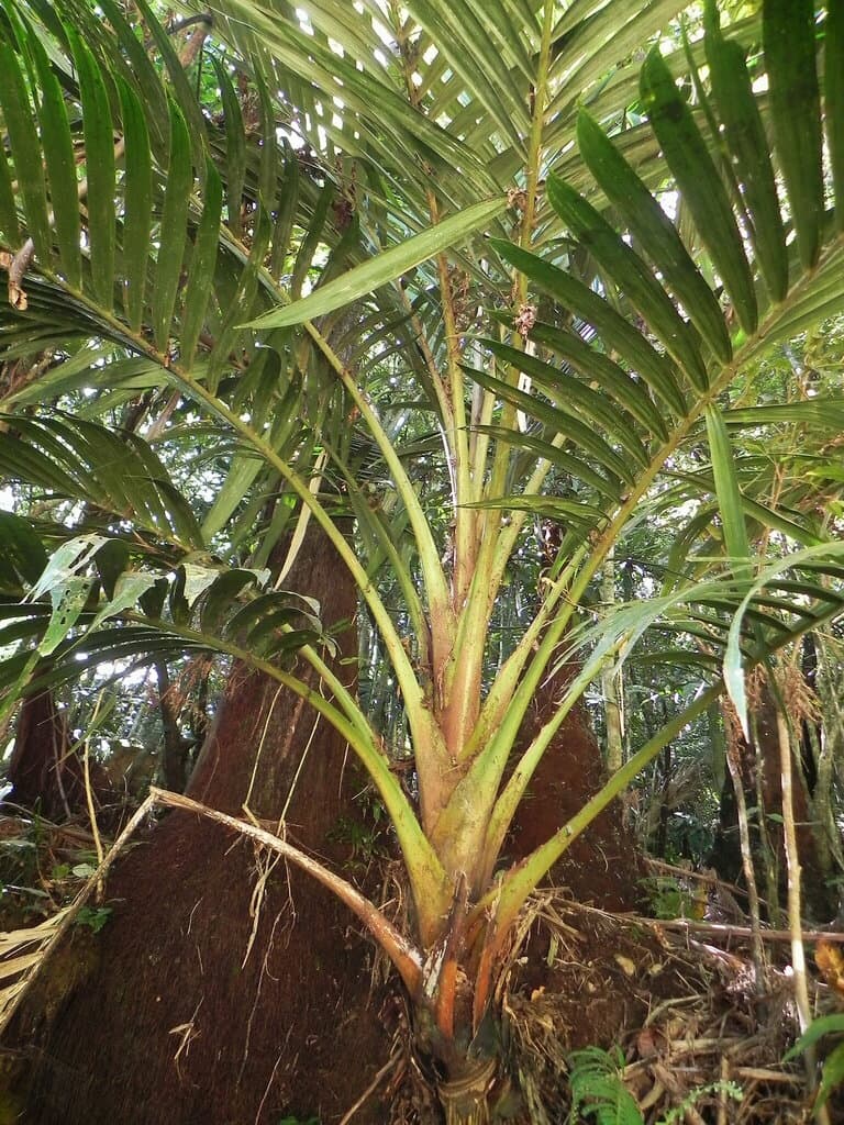 Botanical specimen of Cyphosperma Balansae.