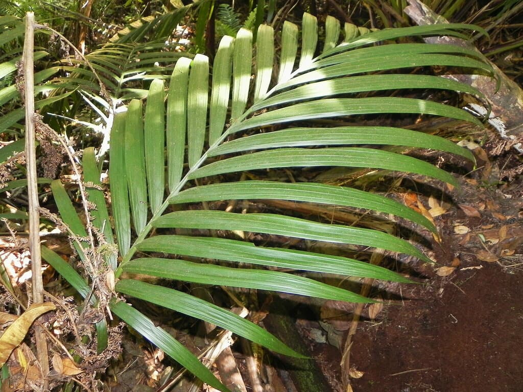 Botanical specimen of Cyphosperma Balansae.