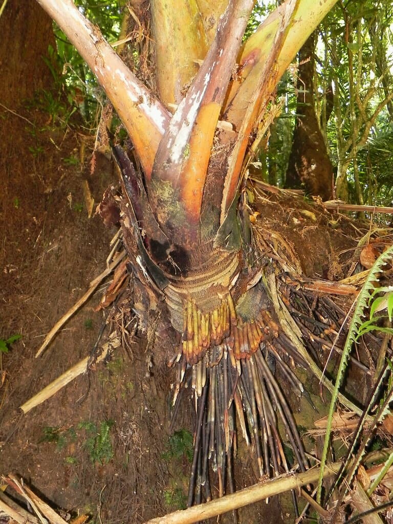 Botanical specimen of Cyphosperma Balansae.