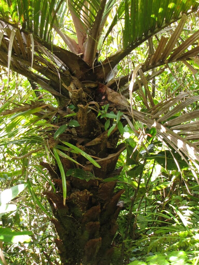 Botanical specimen of Cyphosperma Balansae.