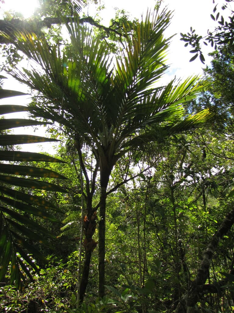 Botanical specimen of Cyphosperma Balansae.