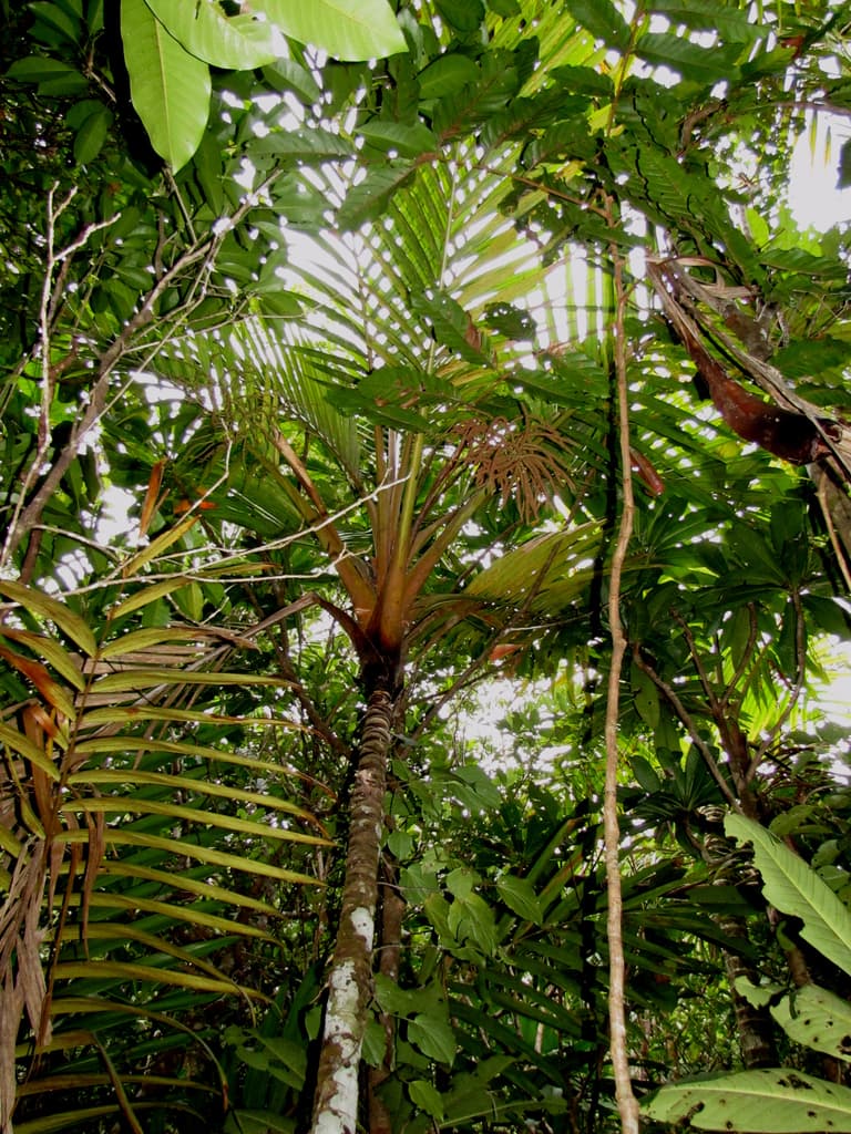 Botanical specimen of Cyphosperma Balansae.