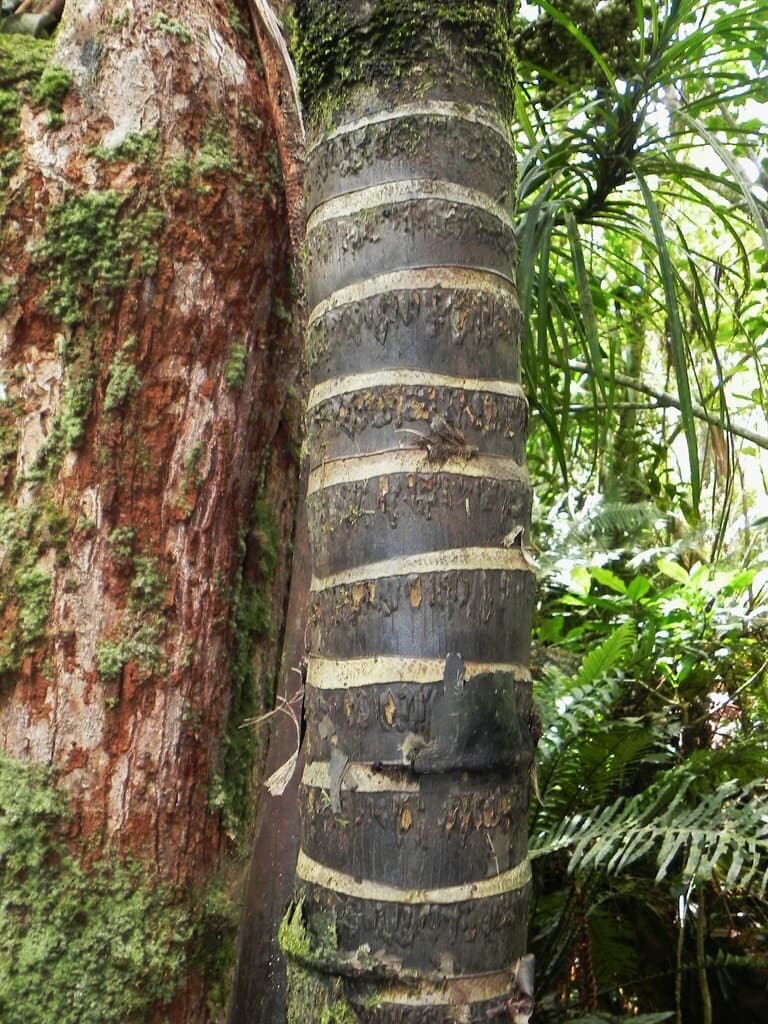Botanical specimen of Cyphosperma Balansae.