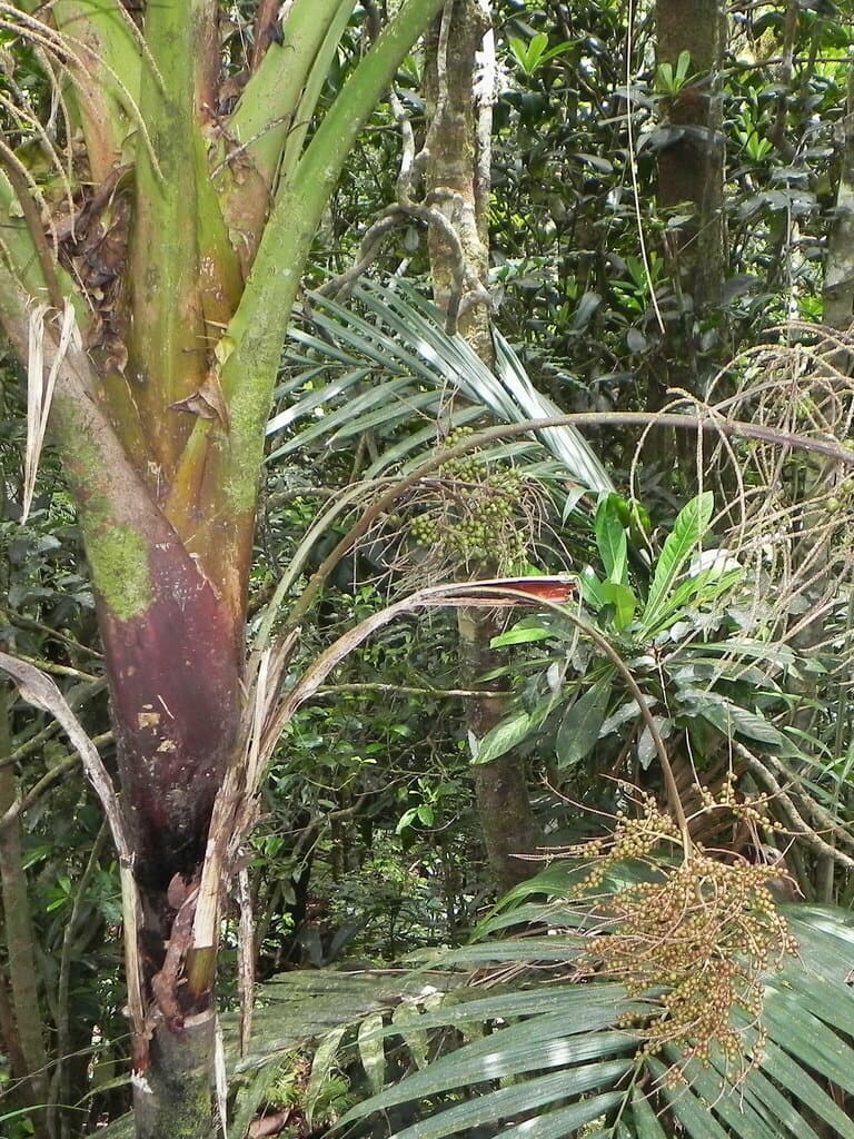 Botanical specimen of Cyphosperma Balansae.