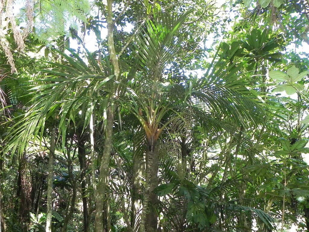 Botanical specimen of Cyphosperma Balansae.